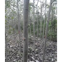 毛白楊樹苗，毛白楊樹苗價格，毛白楊樹苗基地