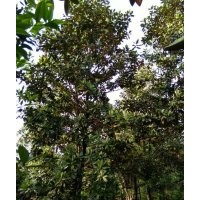 低價(jià)供應(yīng)香樟、桂花樹(精品)、香泡樹、欒樹、廣玉蘭、紅楓、 羅