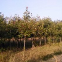 供應出售球型紅葉石楠、單桿石楠、優質紅葉楊、優質櫻桃樹