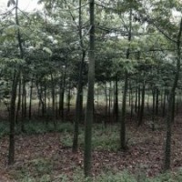 供應美麗異木棉、本地木棉