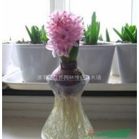 荷蘭風(fēng)信子種球 水培風(fēng)信子種球套裝 配定植籃