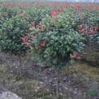 金邊黃楊、紅葉小波、小葉女貞、紅王子錦帶、紅葉石楠