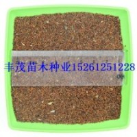 桉樹種子價格