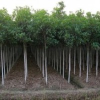 綠化苗木河北苗木白蠟白蠟價格白蠟規(guī)格白蠟報價國槐法桐白蠟