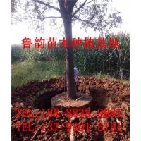 國槐樹、哪里有國槐樹、山東國槐樹價格