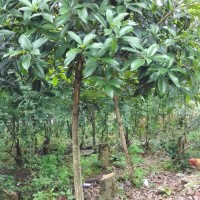 基地供應金丹桂、茶花、南欒、杜英、樟樹、晚櫻花、紫薇