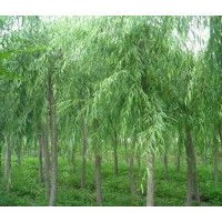 8、9公分垂柳大量低價優惠供應