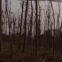 湖南15公分3米切桿欒樹，15公分移栽欒樹，3米殺頭精品欒樹
