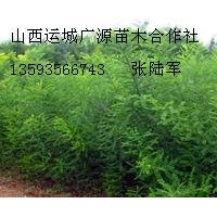 國槐小苗大量出售國槐小苗大量供應