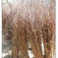 大量供應(yīng)小苗:合歡小苗、水杉小苗、紫葉李小苗