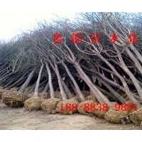 8公分國(guó)槐樹帶土球價(jià)格
