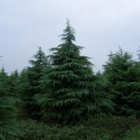 出售綠化苗木大葉女貞、紅葉李小苗、平枝荀子、北美海棠木繡球、