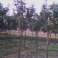 供應(yīng)4-8公分香泡樹小苗，湖南精品香泡樹小苗，小苗種植基地