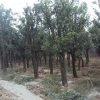供應(yīng)湖南精品香泡樹，15公分原生香泡樹，實(shí)惠多多