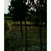 供應(yīng)15公分全冠香泡樹，野生香泡樹，湖南香泡樹基地