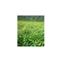 木荷批發、批發6至12公分木荷