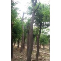 20公分皂角價(jià)格，哪里有20公分皂角