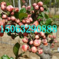 滿堂紅海棠價格，滿堂紅海棠圖片，臨沂北美海棠研究所
