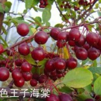 山東紫色王子海棠，紫色王子海棠接穗，王族海棠