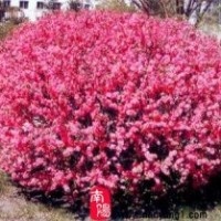 營養缽榆葉梅