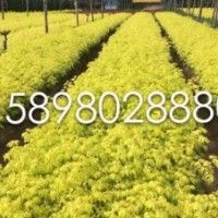 特供金葉復葉槭小苗20公分以上