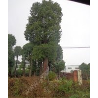 55公分大型移栽香樟樹，移栽三年以上精品香樟樹