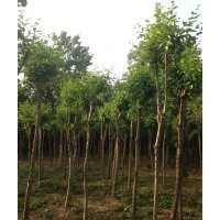 供北欒，杜梨，流蘇，櫻花，五角楓，青桐