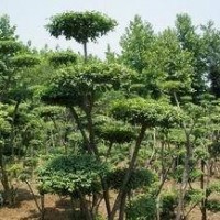 2015年供應叢生女貞造型，苗圃直銷