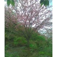 浙江省余姚市大嵐鎮櫻花紅楓海棠直銷！