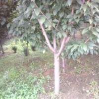供應櫻花*泰安櫻花*山東櫻花