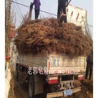 皂角樹苗那家強 老郭皂角15838842261