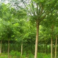 提供精品10公分國槐價格 12公分國槐價格 南京國槐產地