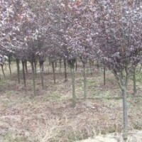 紅葉李價(jià)格更新，優(yōu)質(zhì)紅葉李價(jià)格報(bào)價(jià)