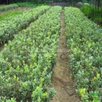 基地大量批發彩色綠化苗木花邊冬青銀邊冬青花邊黃楊金邊黃楊及苗