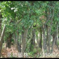 絲棉木、雞爪槭、木瓜、櫻花、紫荊、紫薇