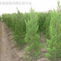 常綠綠化苗木-高桿龍柏地柏、沙地柏、扶芳藤、紅花繼木