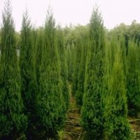 供應蜀檜高2米20元，2.8米50元直銷價！電話13507665695