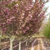 供應櫻花4—5公分，價格可協商
