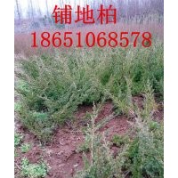 鋪地柏價格，鋪地柏批發，哪里鋪地柏價格便宜