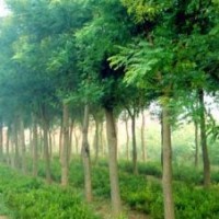 河北苗木河北法桐法桐綠化苗木法桐價格法桐報價法桐規格國槐欒樹