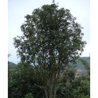 泉州桂花、莆田四季桂花、廈門桂花、龍巖桂花