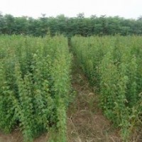 出售廣玉蘭，香樟，雪松，大葉女貞等綠化苗木