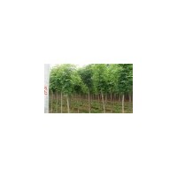 大大規格綠化刺槐樹/優質刺槐苗