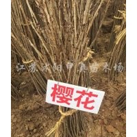 大量供應(yīng)小苗:櫻花苗 、紫穗槐小苗、法桐小苗