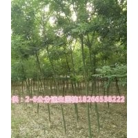 速生國槐小苗價(jià)格