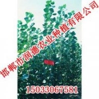 河北107楊【邯鄲潤德農業】107楊價格