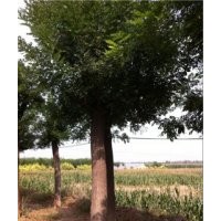 國(guó)槐樹價(jià)格，山東國(guó)槐樹最新信息