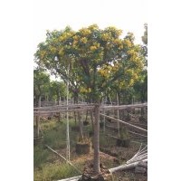 中山市金上三和花木主營黃槐，小葉欖仁。供應以下袋苗/假植苗