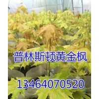 普林斯頓金黃金楓，黃金楓小苗，挪威黃金楓
