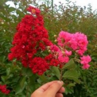 國(guó)旗紅紫薇